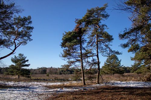Dennenbomen in uitgestrekt natuurgebied op besneeuwde ondergrond