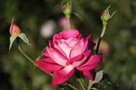 Rode roos van Mr Greybeard thumbnail