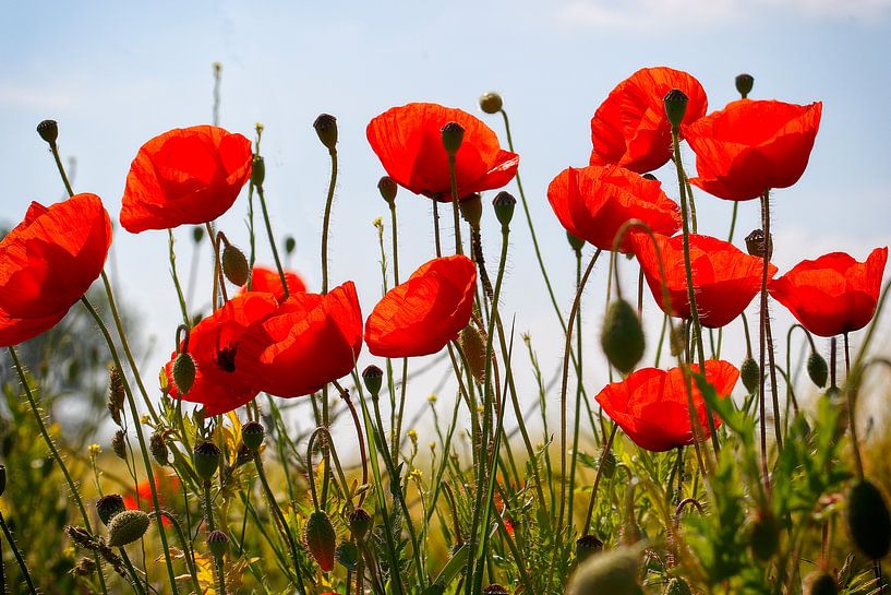 Summer | Poppy | Red | Nature | Blossoms by Dieter Ludorf