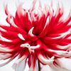Beautiful macro photo of the dahlia by Nicole Jagerman