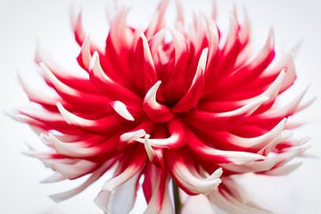 Beautiful macro photo of the dahlia