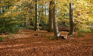 Wald in Herbstfarbe mit goldenen Blättern