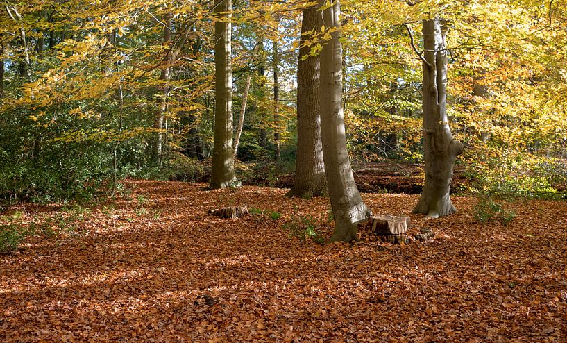 Wald in Herbstfarbe mit goldenen Blättern von ChrisWillemsen