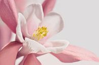 Columbine by Violetta Honkisz thumbnail