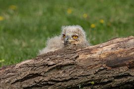 Sibirisches Uhu-Küken hinter Baumstamm