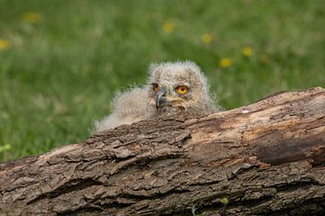 Siberische oehoe kuiken achter een boomstam