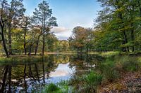 Bosvijver in het bos van Beetsterzwaag