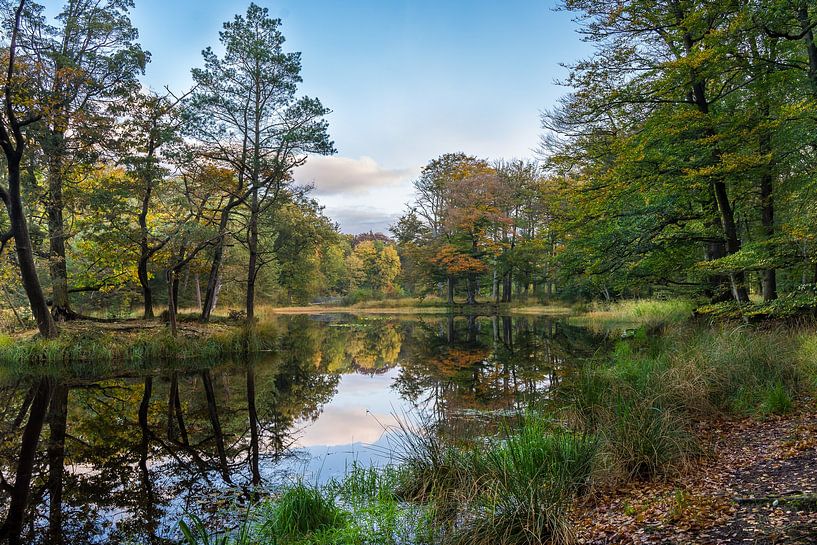 Forest pond in the woods of Beetsterzwaag by Goffe Jensma