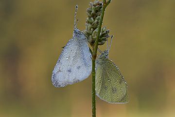 Gouttes de papillon sur A. Bles