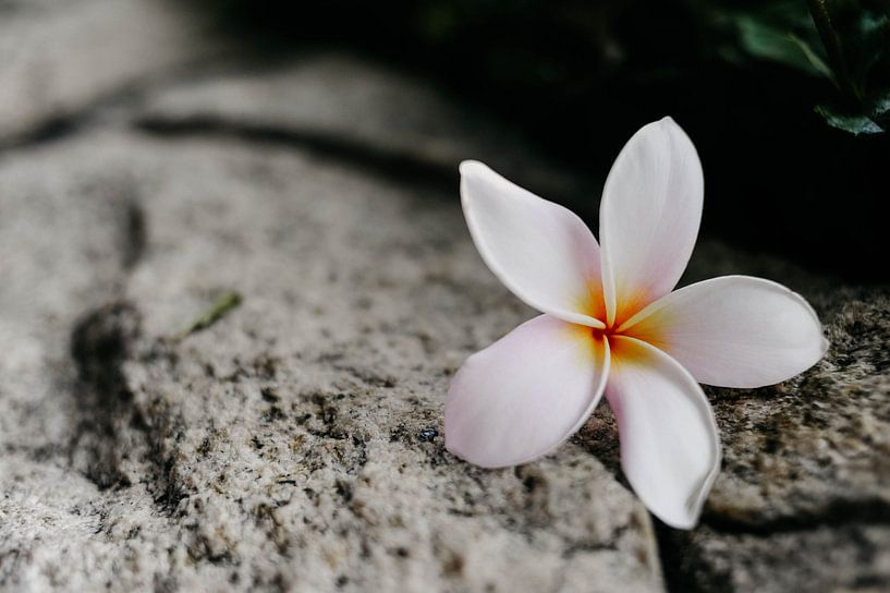 Blume von Marianne Bal