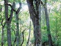 green forest