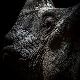 Indian rhinoceros by Joost Potma