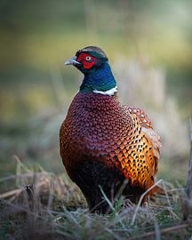 Pheasant by Tom Zwerver