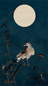Traditioneller japanischer Holzschnitt von Vogel (Black Horsman) auf Bambus in Nachtblau