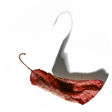 Verdord bruin blad dat een schaduw werpt in de vorm van een zwaan, herfst van Maren Winter