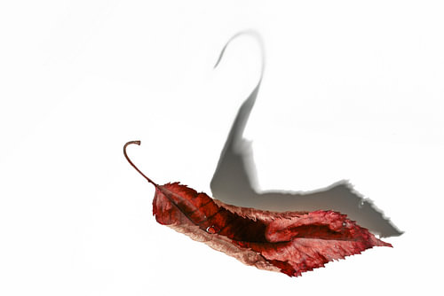 Verwelktes braunes Blatt, das einen Schatten in Form eines Schwans wirft, Herbst
