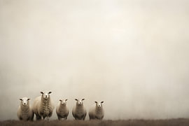 Le troupeau de moutons sur Heike Hultsch