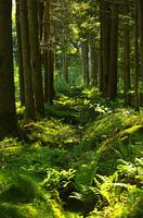 Op de weg in het bos