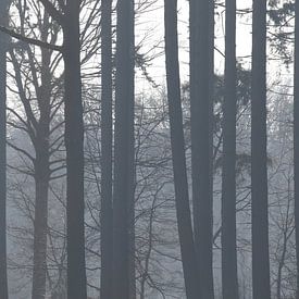 Mystieke bomen van Geert Naessens