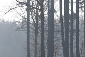 Mystieke bomen