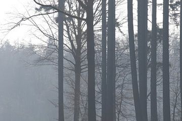 Mystieke bomen van Geert Naessens