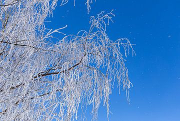 Weiß gefrostete Birkenzweige gegen den blauen Himmel, Norwegen von Adelheid Smitt