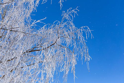 Witte berijpte berkentakken tegen de blauwe lucht, Noorwegen