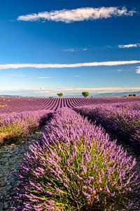 Sommer in der Provence