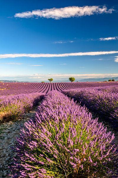 Summer in Provence by Achim Thomae Photography