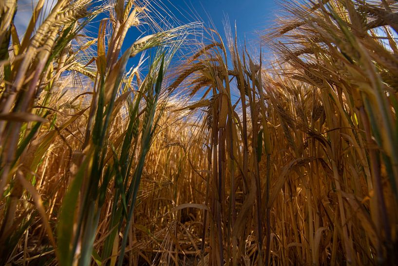 Wheatfield close up by Brian Morgan