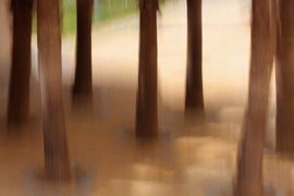 CÁDIZ CASTILLO SANTA CATALINA ICM - tree school by Bernd Hoyen