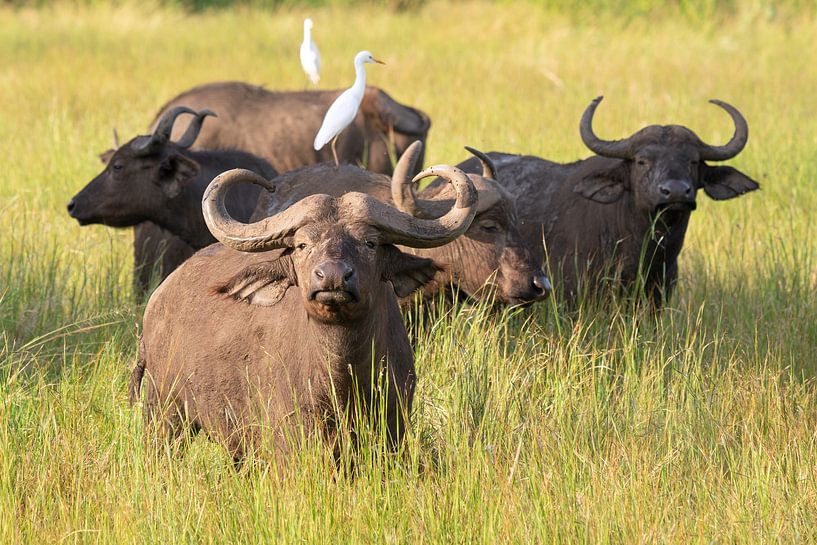 Kaapse buffel (Syncerus caffer) van Alexander Ludwig