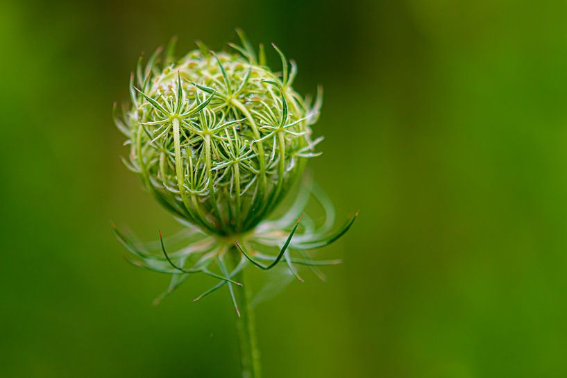 einsam von eric brouwer