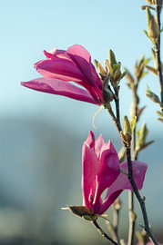 Senkrechter Zweig mit rosa Magnolienblüten von Milcho Milev