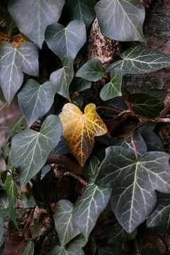 Be yourself by Daan van Herp