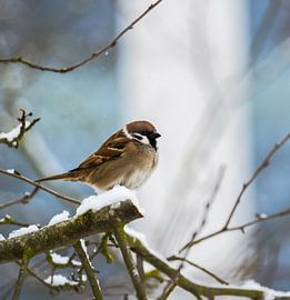 Feldspatz auf einem schneebedeckten Ast von ManfredFotos