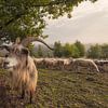 Mouton Sieb ! sur Moetwil en van Dijk - Fotografie