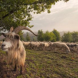 Schaap Sieb! van Moetwil en van Dijk - Fotografie