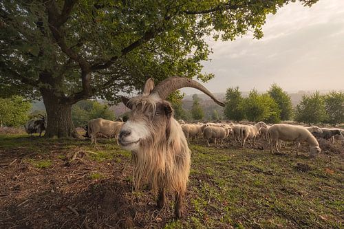 Schaap Sieb!