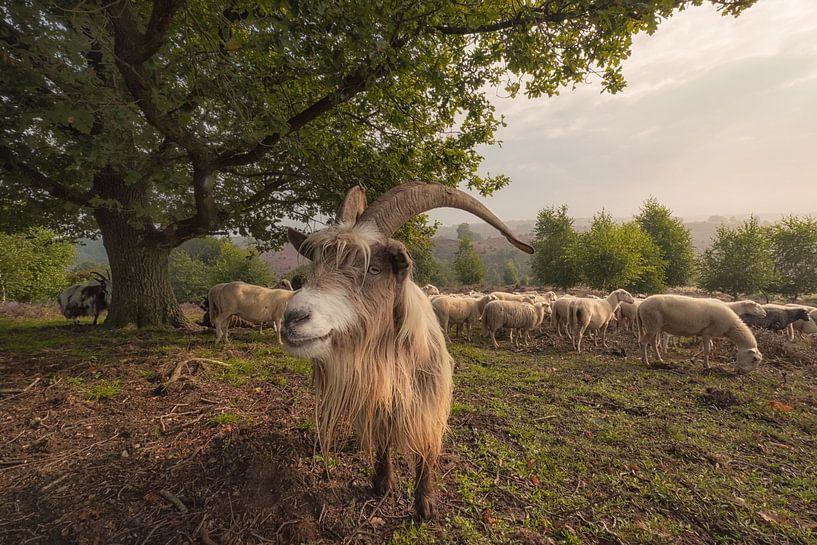 Mouton Sieb ! par Moetwil en van Dijk - Fotografie