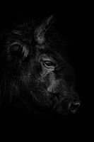 Wisent