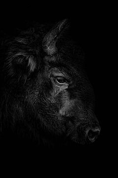 Wisent van Lens_en_Dier/Vizier Fotografie