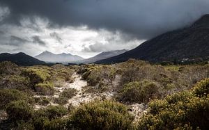 Stormy Bush