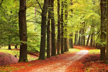 The autumn path in the forest..
