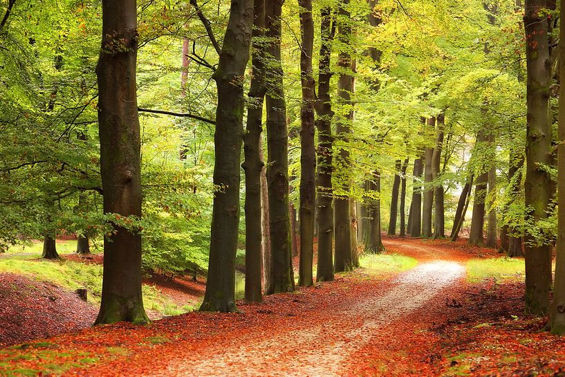 Der Herbstweg im Wald... von LHJB Photography