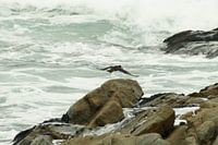 Scholekster vliegt langs de kust