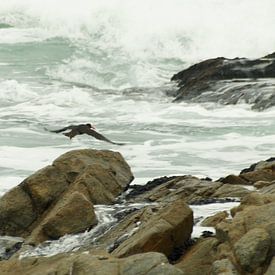 Scholekster vliegt langs de kust sur Vera Brok