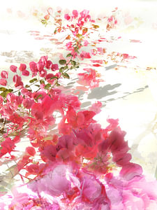 bougainvillea