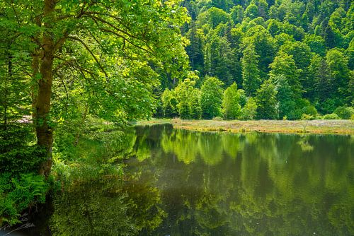 Nonnenmattweiher in Duitsland