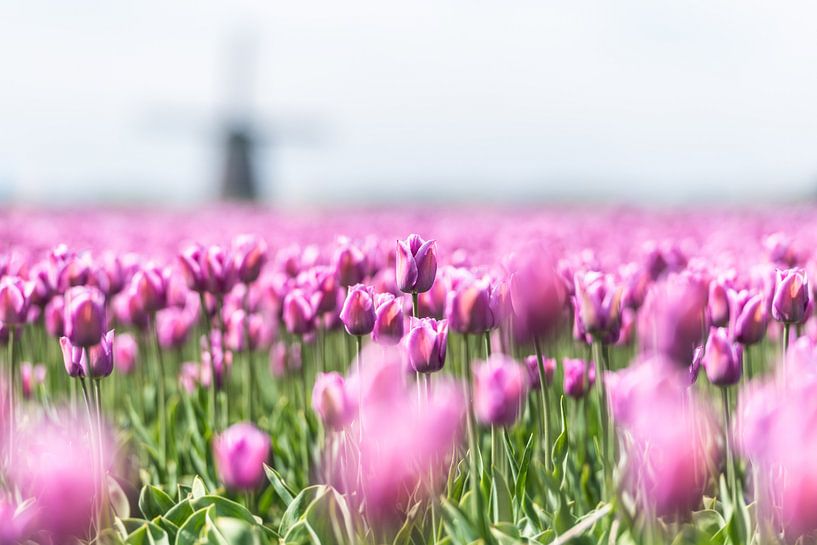 Hollands glorie van Henk Verheyen